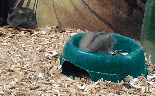 Animais de Estimação pequenos - hamster